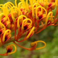 Grevillea robusta A.Cunn. ex R.Br.